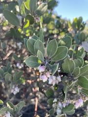 Arctostaphylos rudis