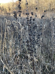 Dasistoma macrophylla