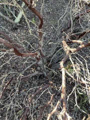 Arctostaphylos rudis