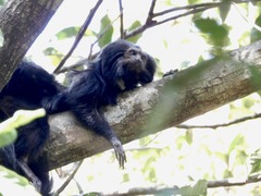 Leontopithecus chrysopygus