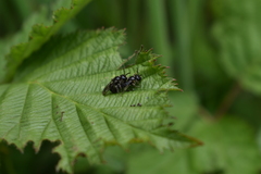 Rhophitulus
