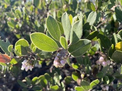Arctostaphylos rudis