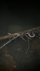 Homalopsis buccata