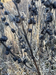 Dasistoma macrophylla