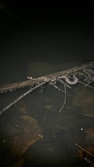 Homalopsis buccata