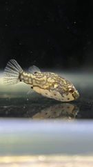 Redeye Puffer photo 2