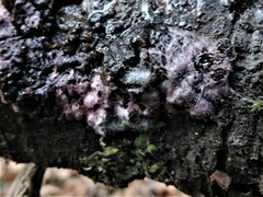 Punctularia atropurpurascens