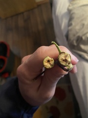 Proteoteras willingana