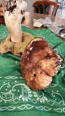 Boletus regineus