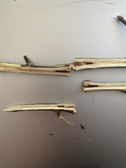 Proteoteras willingana