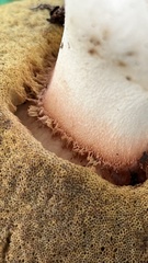 Boletus regineus