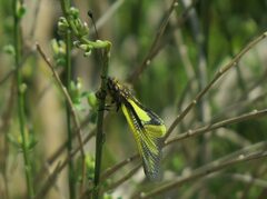 Libelloides coccajus