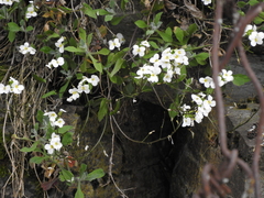 Arabis caucasica