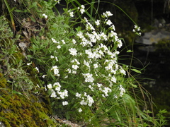 Arabis caucasica