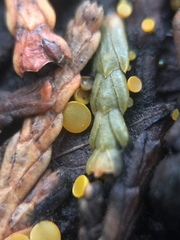 Chloroscypha alutipes