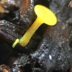 Chloroscypha alutipes