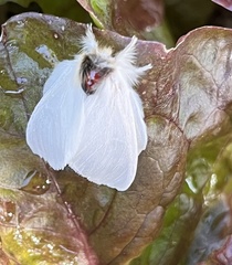 Trichiocercus sparshalli