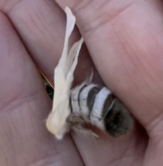 Trichiocercus sparshalli