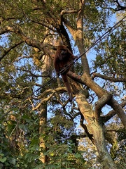 Alouatta guariba