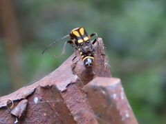 Chauliognathus luteopictus