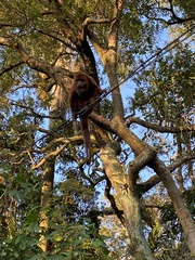 Alouatta guariba
