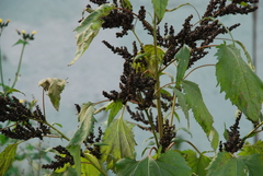 Cyclachaena xanthiifolia