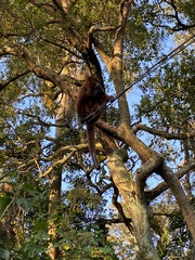 Alouatta guariba