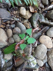 Urtica sykesii