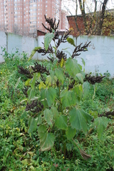 Cyclachaena xanthiifolia