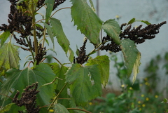 Cyclachaena xanthiifolia