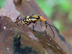 Chauliognathus luteopictus