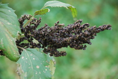 Cyclachaena xanthiifolia