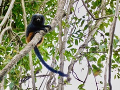 Leontopithecus chrysopygus