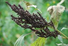 Cyclachaena xanthiifolia