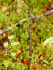 Gastrodia cunninghamii