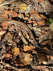 Pholidoscelis exsul