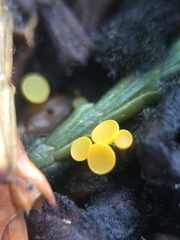 Chloroscypha alutipes