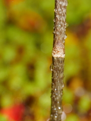 Gastrodia cunninghamii