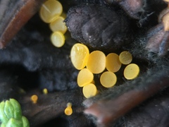 Chloroscypha alutipes