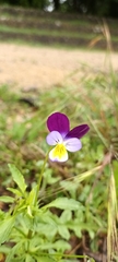 Bracteolatae