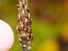 Gastrodia cunninghamii