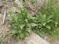 Digitalis