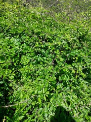 Clematis