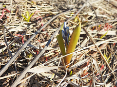 Puschkinia scilloides