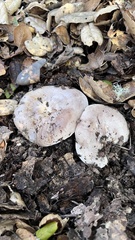 Lactarius argillaceifolius