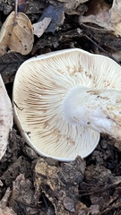 Lactarius argillaceifolius
