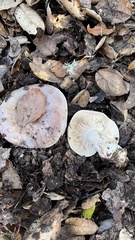 Lactarius argillaceifolius