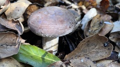 Lactarius argillaceifolius