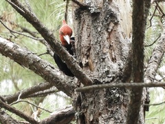 Campephilus leucopogon