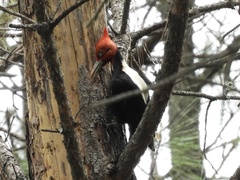 Campephilus leucopogon